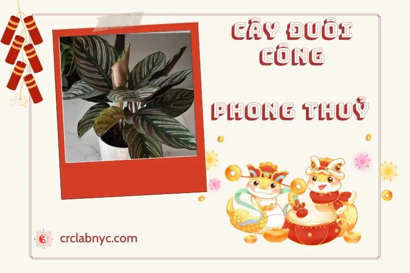 Ý nghĩa của Cây Đuôi Công Phong Thuỷ