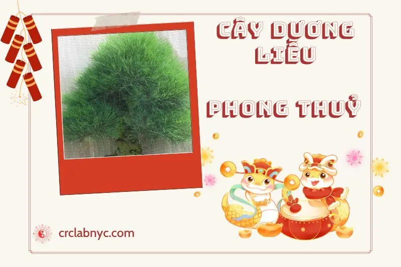 Ý nghĩa của Cây Dương Liễu Phong Thủy