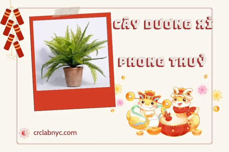 Ý nghĩa của cây dương xỉ phong thuỷ