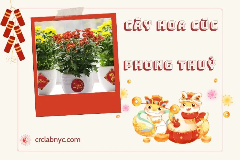 Ý nghĩa của Cây Hoa Cúc Phong Thủy