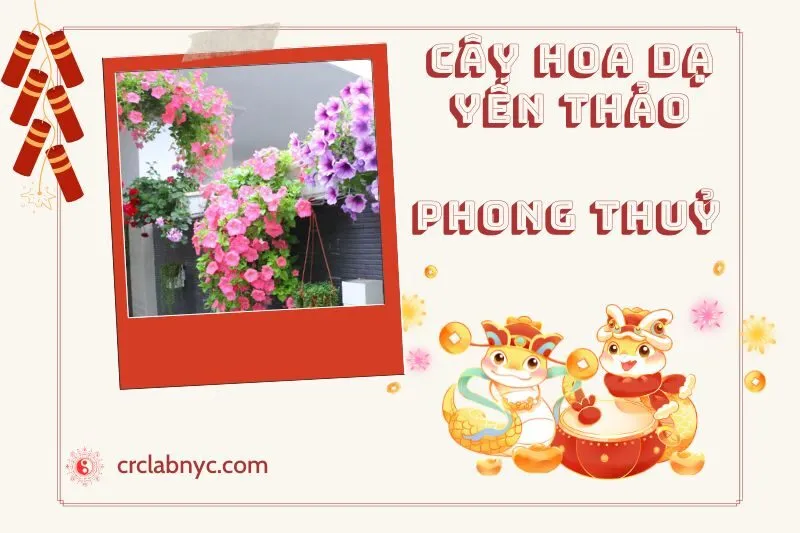 Ý nghĩa của Cây Hoa Dạ Yến Thảo Phong Thủy