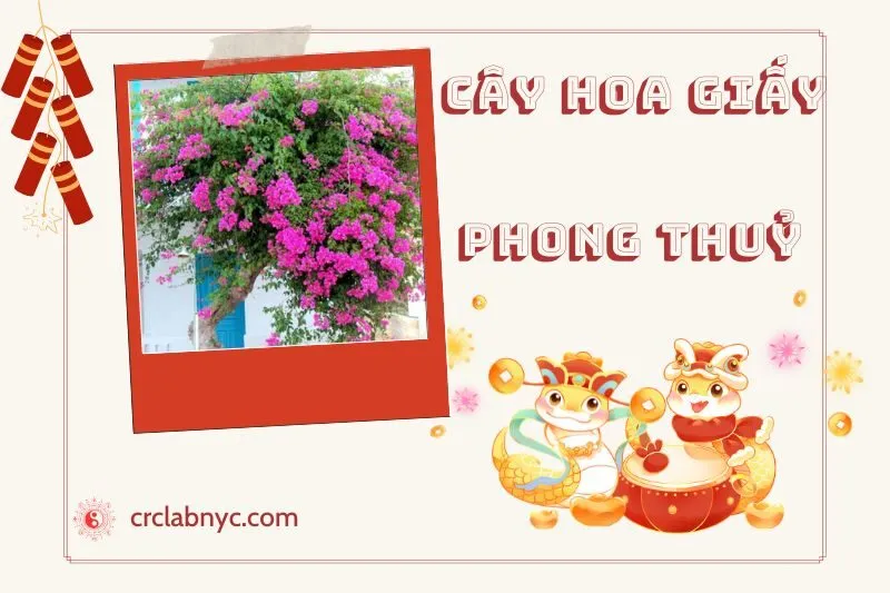 Ý nghĩa phong thủy của cây hoa giấy