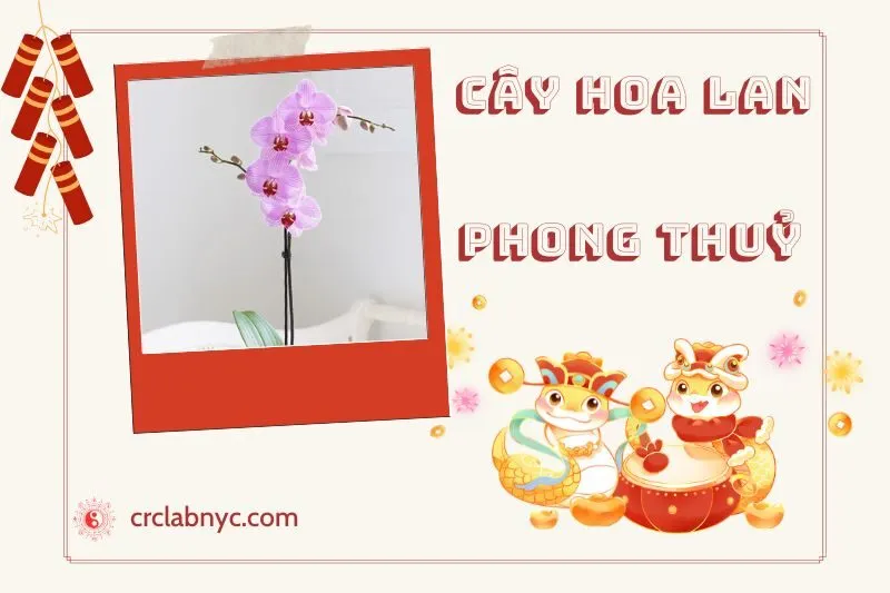 Ý nghĩa của cây hoa lan phong thủy