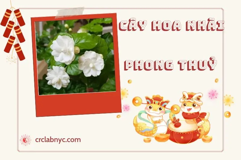 Ý nghĩa phong thủy của cây hoa nhài
