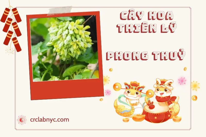 Ý nghĩa của Cây Hoa Thiên Lý Phong Thủy