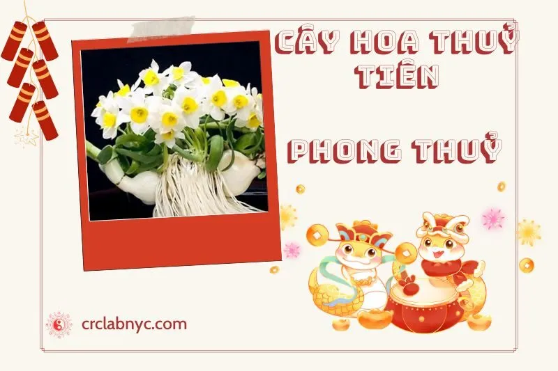 Ý nghĩa của Cây Hoa Thuỷ Tiên Phong Thuỷ