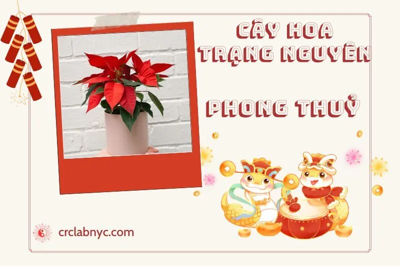 Ý nghĩa của Cây Hoa Trạng Nguyên Phong Thủy