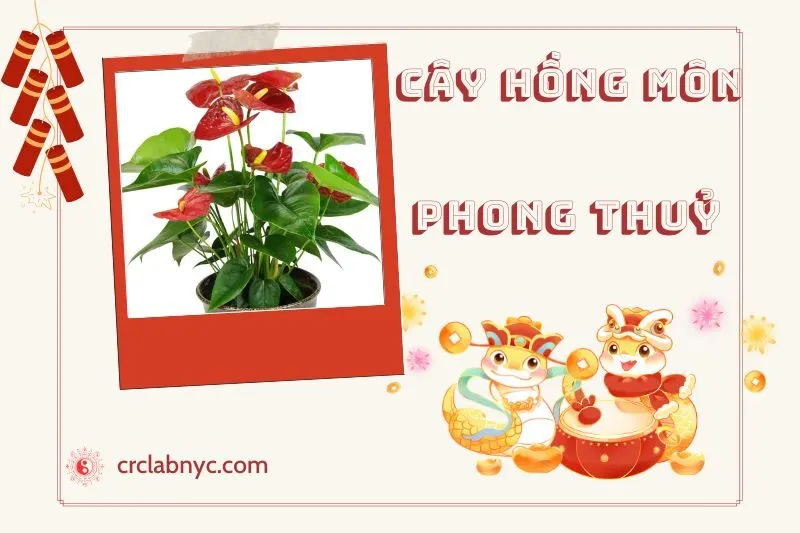 Ý nghĩa của cây hồng môn phong thuỷ