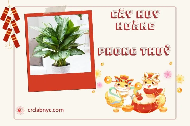 Ý nghĩa của Cây Huy Hoàng Phong Thuỷ