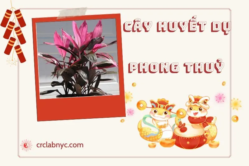 Ý nghĩa của Cây Huyết Dụ Phong Thuỷ