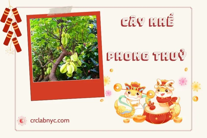 Ý nghĩa cây khế trong phong thủy