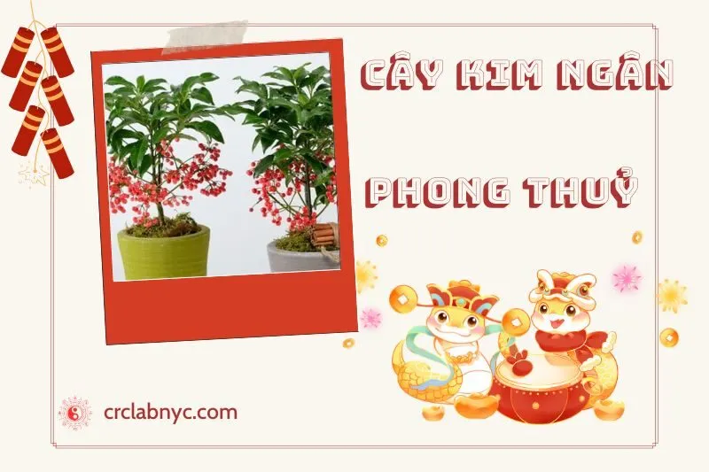 Ý nghĩa của cây Kim Ngân phong thủy