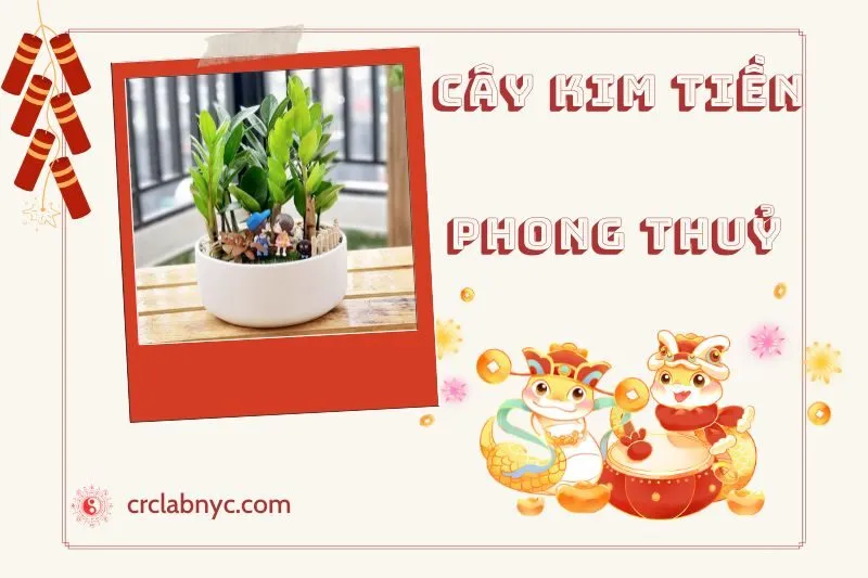 Ý nghĩa của cây kim tiền phong thủy