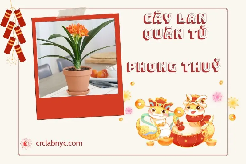Ý nghĩa của Cây Lan Quân Tử Phong Thuỷ