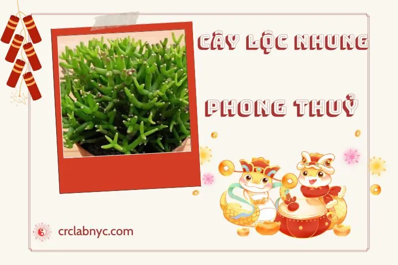 Ý nghĩa của Cây Lộc Nhung Phong Thuỷ
