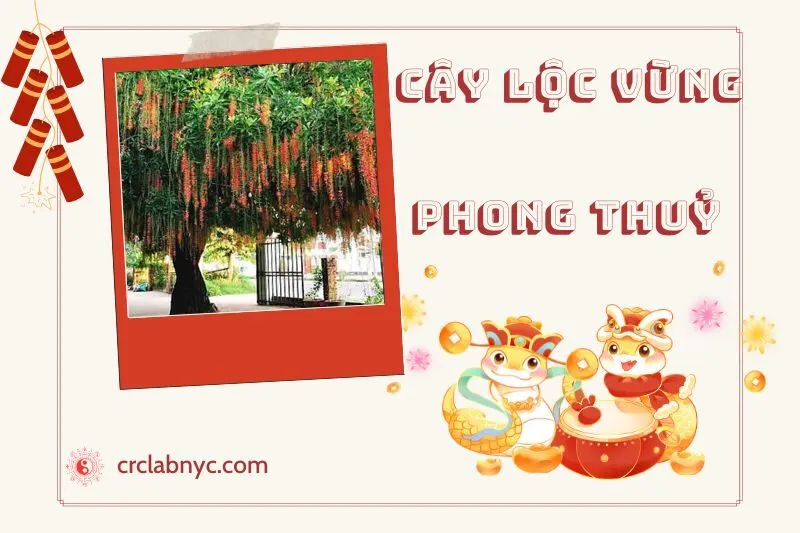 Ý nghĩa phong thuỷ của cây lộc vừng