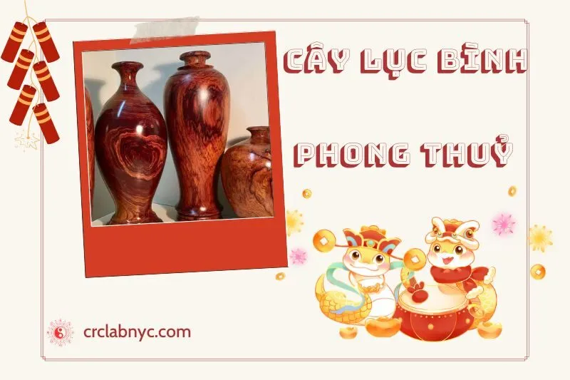 Ý nghĩa của cây lục bình phong thủy