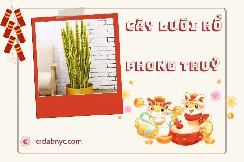 Ý Nghĩa Phong Thủy Của Cây Lưỡi Hổ