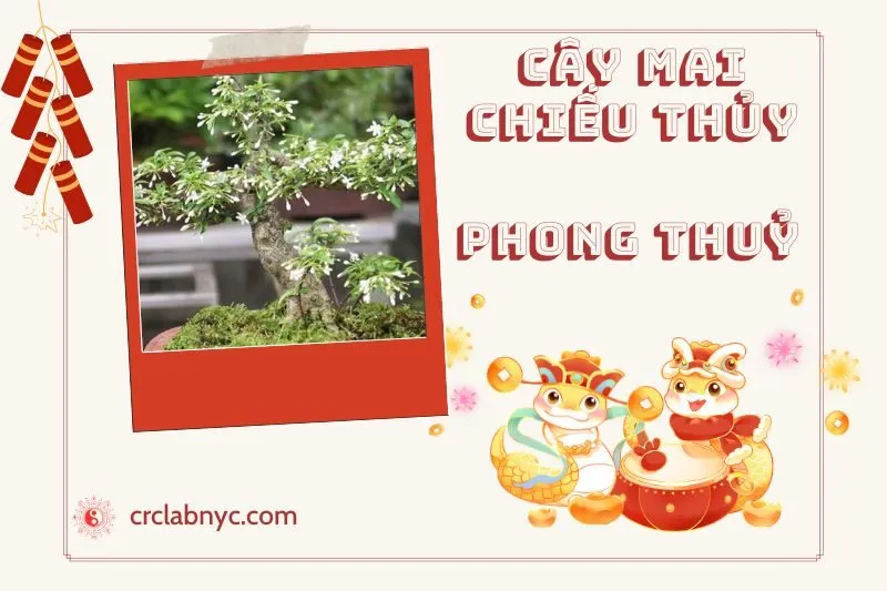 Ý nghĩa của Cây Mai Chiếu Thủy Phong Thuỷ