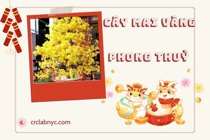 Ý nghĩa của Cây Mai Vàng Phong Thủy