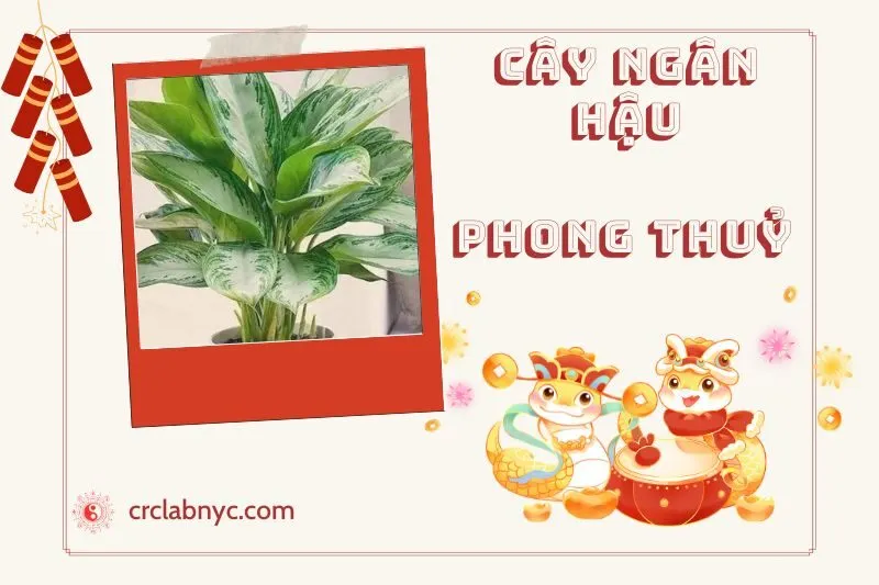 Ý nghĩa của Cây Ngân Hậu Phong Thuỷ