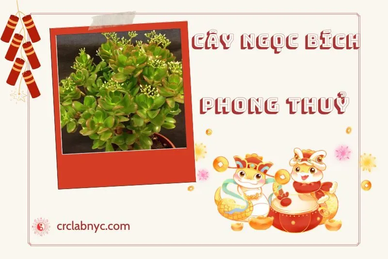 Ý nghĩa của Cây Ngọc Bích Phong Thuỷ