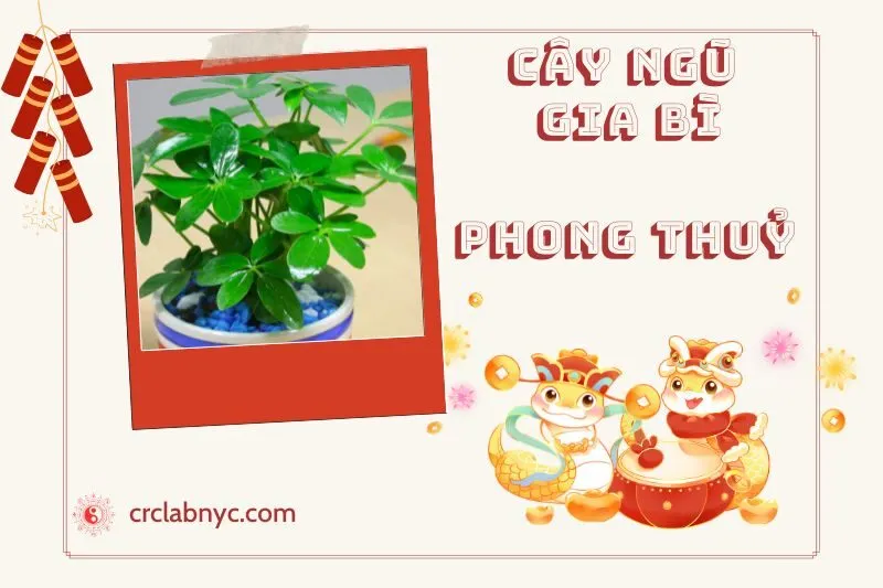 Ý nghĩa của Cây Ngũ Gia Bì Phong Thuỷ