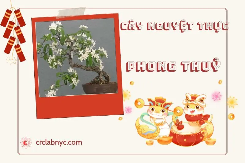 Ý nghĩa của cây nguyệt thực trong phong thủy