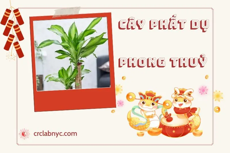 Ý nghĩa của Cây Phất Dụ Phong Thủy