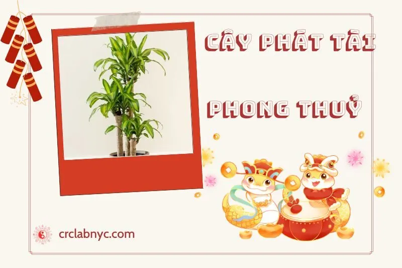 Ý nghĩa của cây phát tài phong thủy