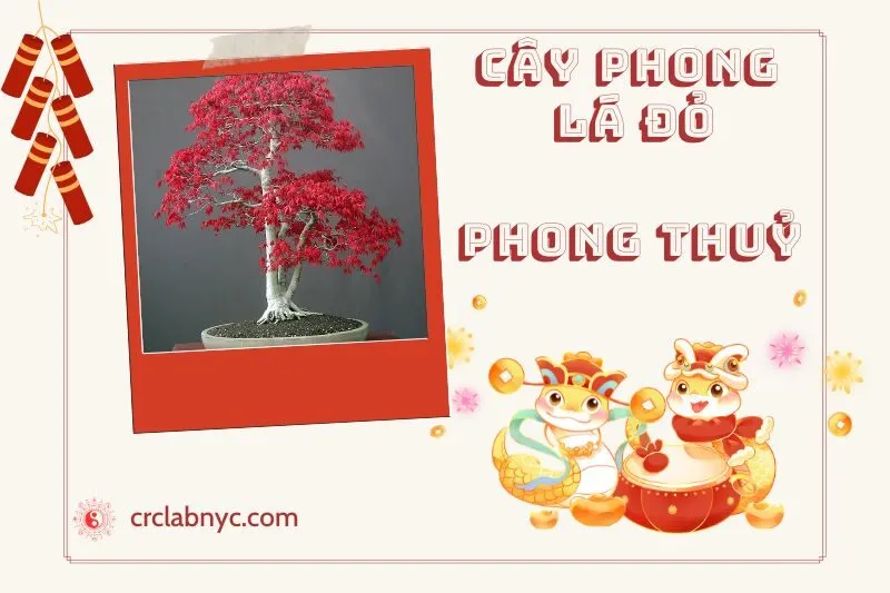 Ý nghĩa của cây phong lá đỏ phong thuỷ