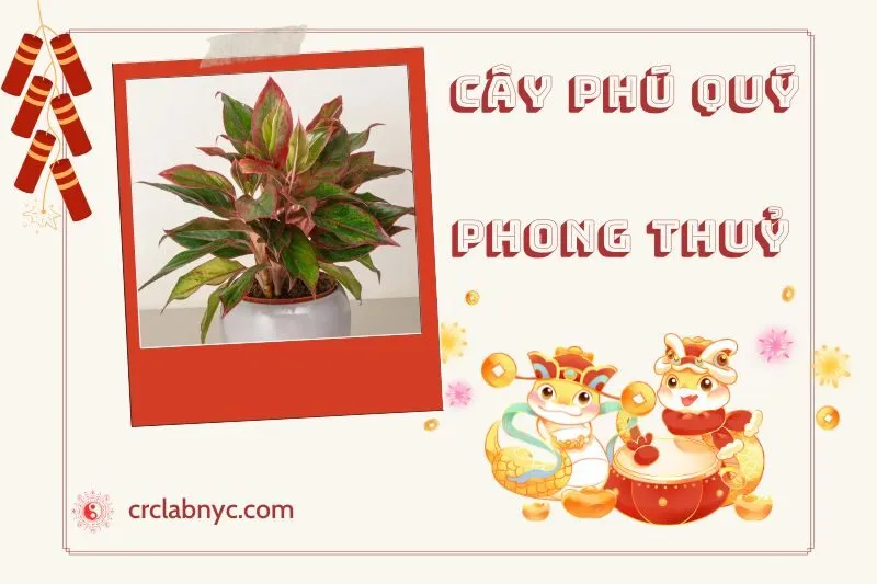 Ý nghĩa của Cây Phú Quý Phong Thuỷ