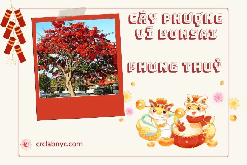 Ý nghĩa của Cây Phượng Vĩ Bonsai Phong Thủy