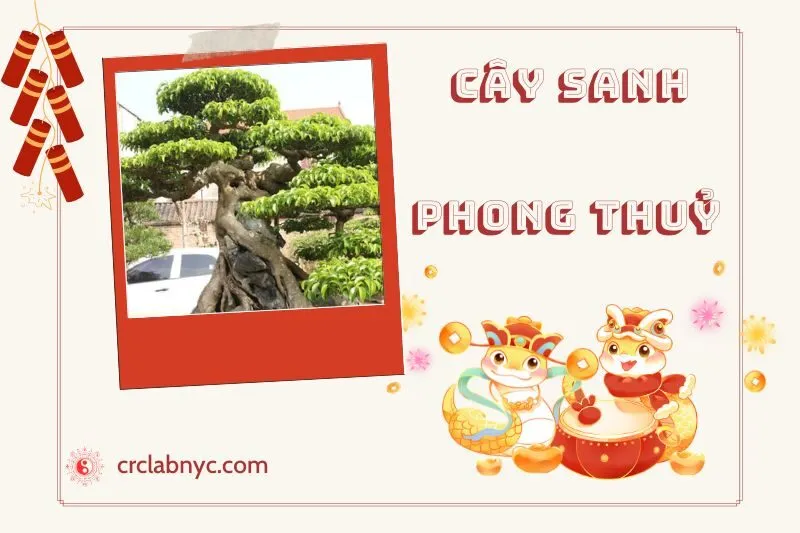 Ý nghĩa của Cây Sanh Phong Thủy