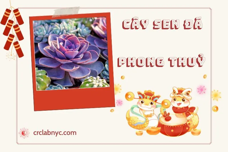 Ý nghĩa của Cây Sen Đá Phong Thuỷ
