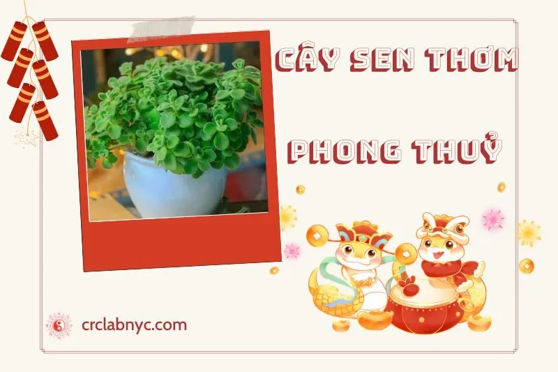Ý nghĩa của Cây Sen Thơm Phong Thủy
