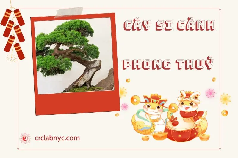 Ý nghĩa của Cây Si Cảnh Phong Thuỷ