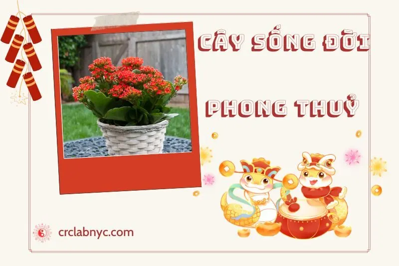 Ý nghĩa của Cây Sống Đời Phong Thuỷ