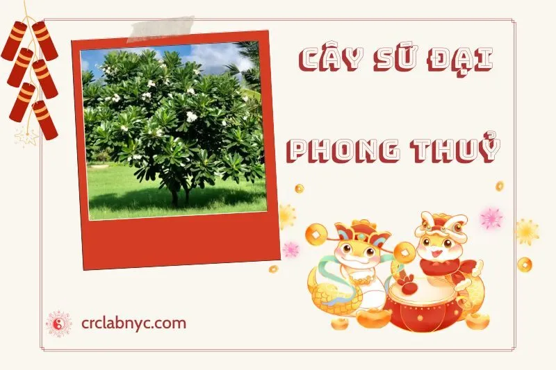 Ý nghĩa của Cây Sứ Đại Phong Thủy