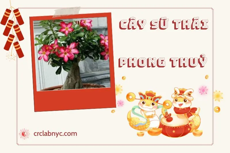 Ý nghĩa của cây sứ Thái phong thủy