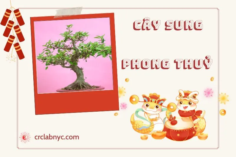Ý nghĩa của Cây Sung Phong Thủy