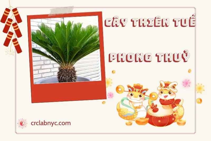 Ý nghĩa của cây thiên tuế phong thủy