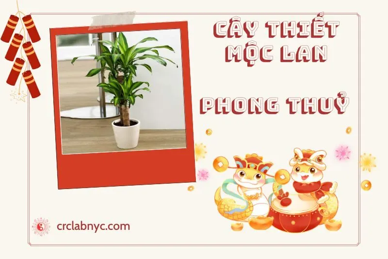 Ý nghĩa của Cây Thiết Mộc Lan Phong Thuỷ