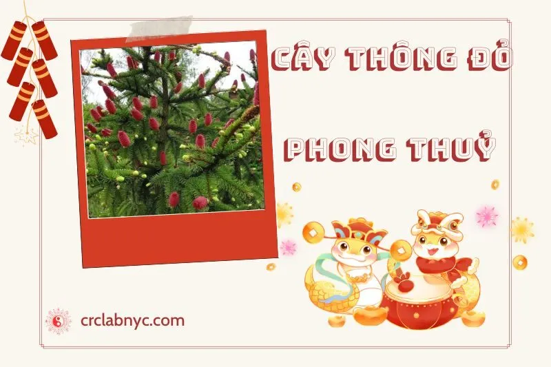 Ý nghĩa của Cây Thông Đỏ Phong Thuỷ