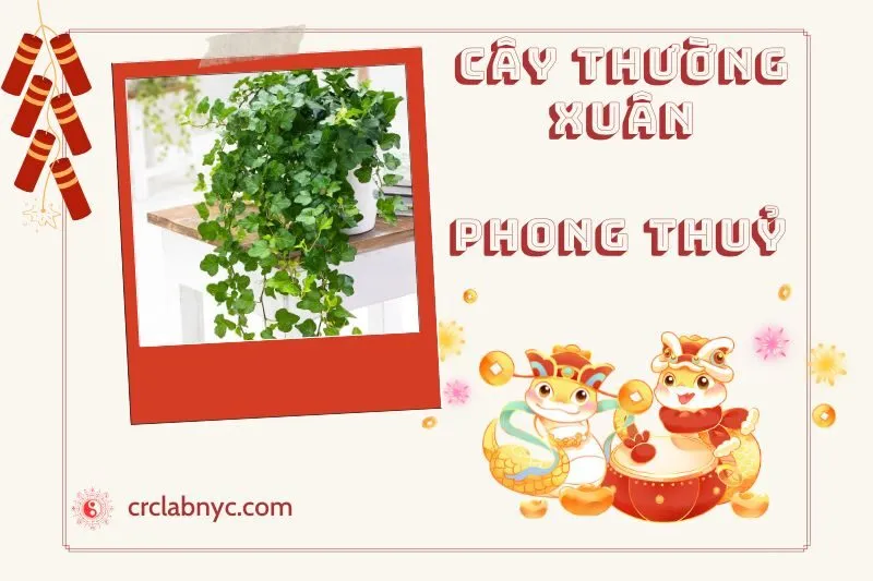 Ý nghĩa của Cây Thường Xuân Phong Thuỷ