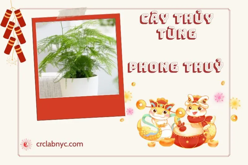 Ý nghĩa của Cây Thủy Tùng Phong Thuỷ