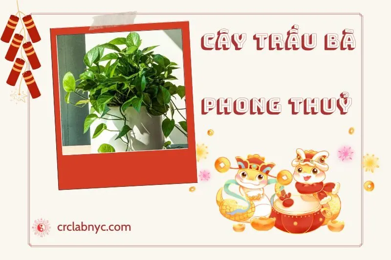 Ý Nghĩa Của Cây Trầu Bà Trong Phong Thuỷ