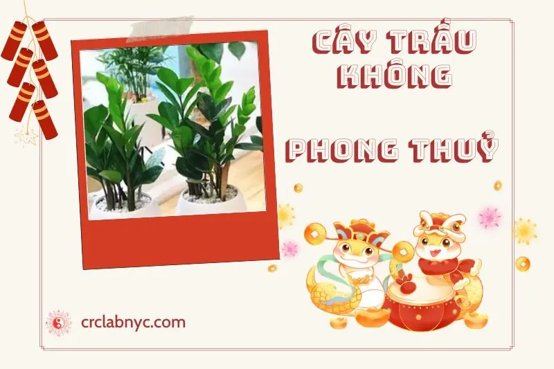 Ý nghĩa của Cây Trầu Không Phong Thủy