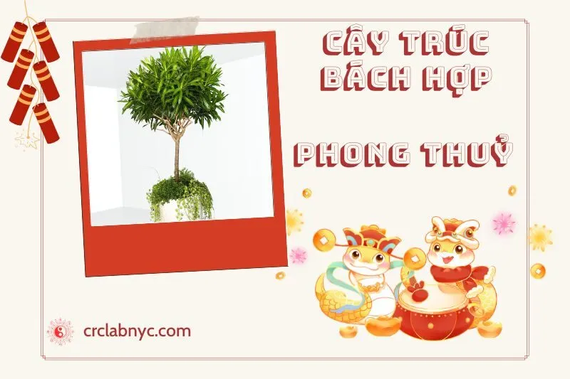 Ý nghĩa của Cây Trúc Bách Hợp Phong Thủy