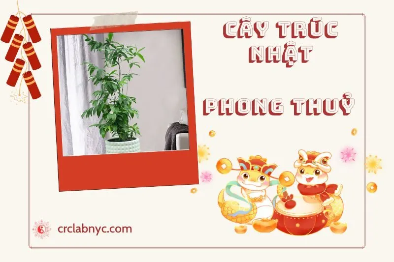 Ý nghĩa của Cây Trúc Nhật Phong Thủy